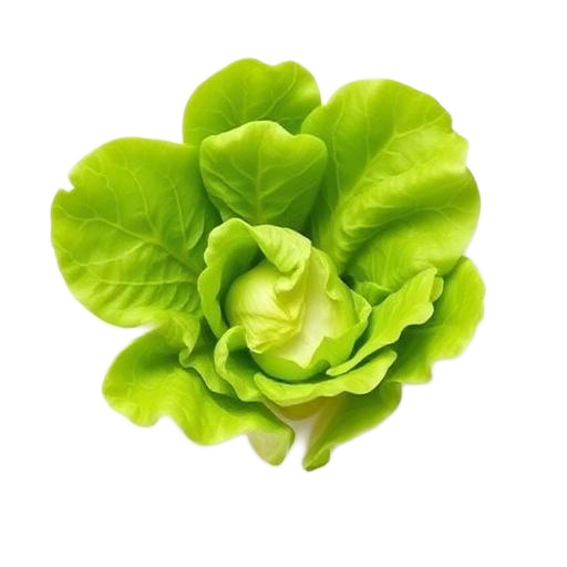 Lettuce · 生菜