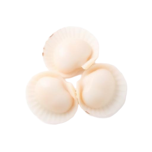 Scallop · 扇贝