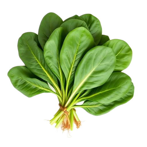 Spinach · 菠菜